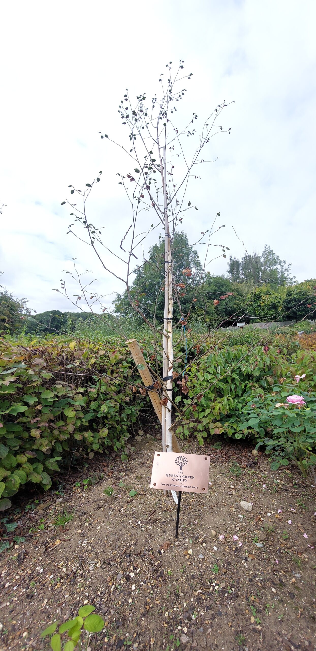 Queen Elizabeth II tree planting