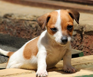 Puppies visit Tonbridge House