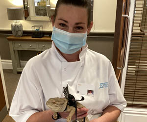 Name the Bearded Dragon Competition